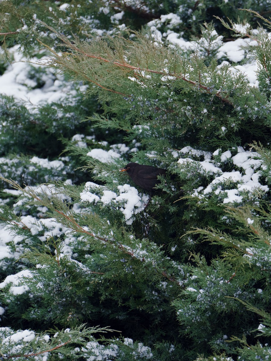 Eurasian Blackbird - ML616539055