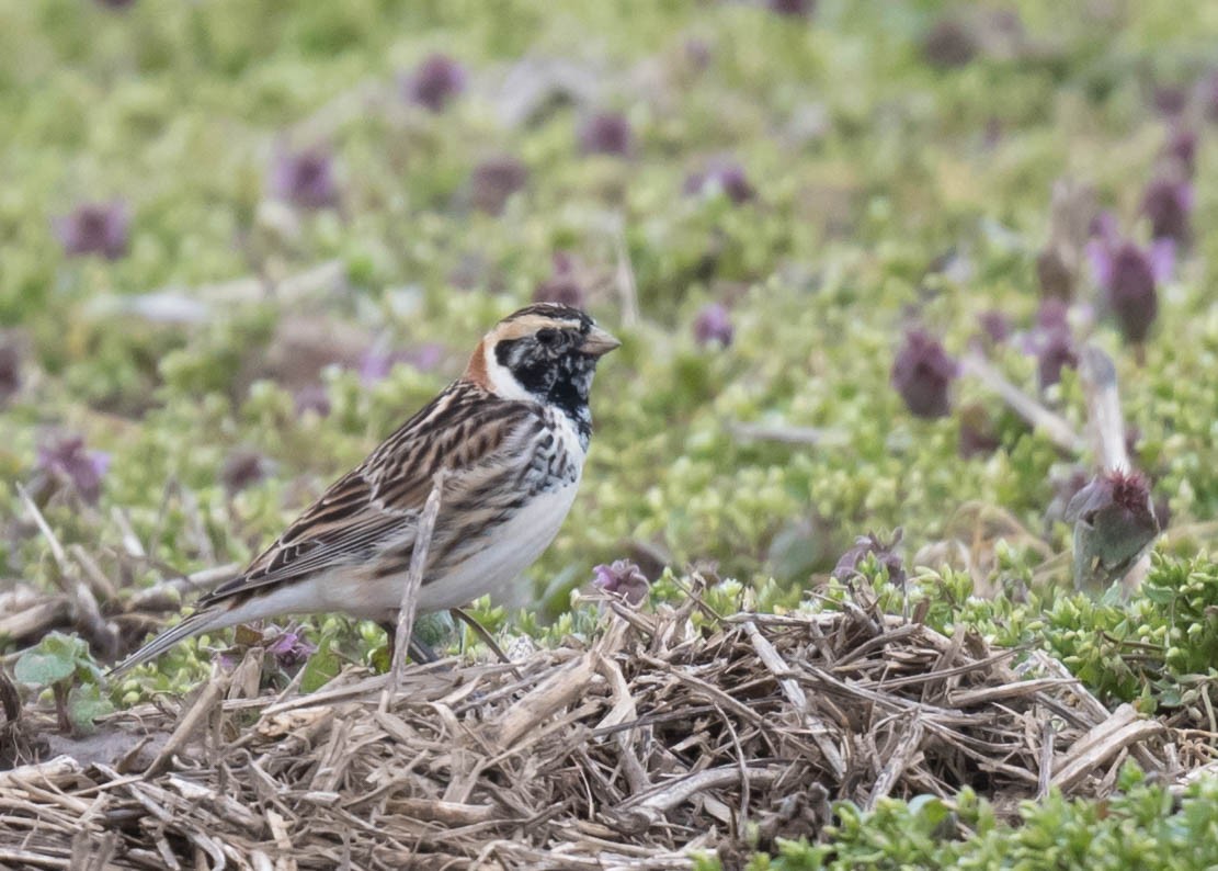 Lapland Longspur - ML616539071