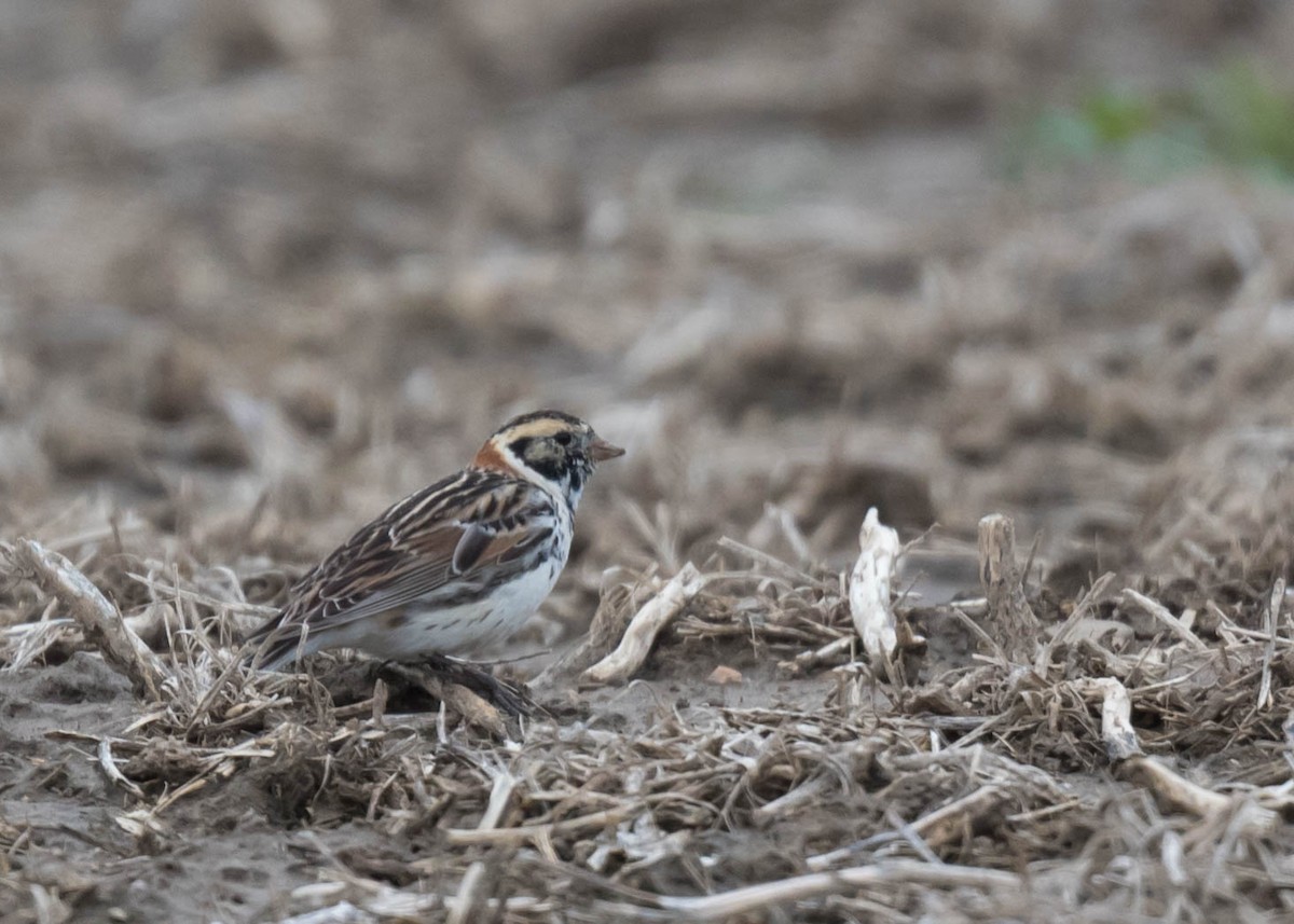 Lapland Longspur - ML616539075