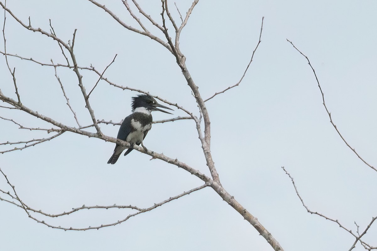 Belted Kingfisher - ML616539082