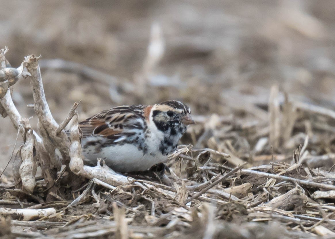 Lapland Longspur - ML616539089