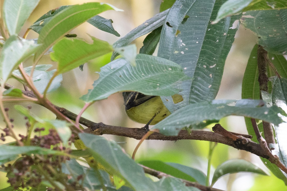 Sulphur-bellied Tyrannulet - ML616539132