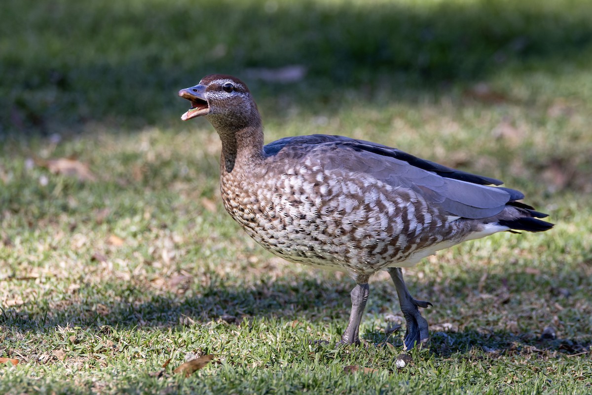Maned Duck - Steve Popple
