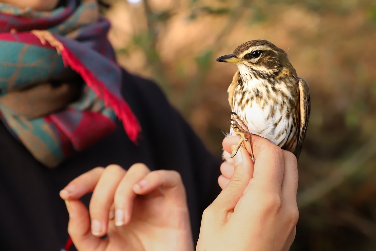 Redwing - Laurent Chevallier