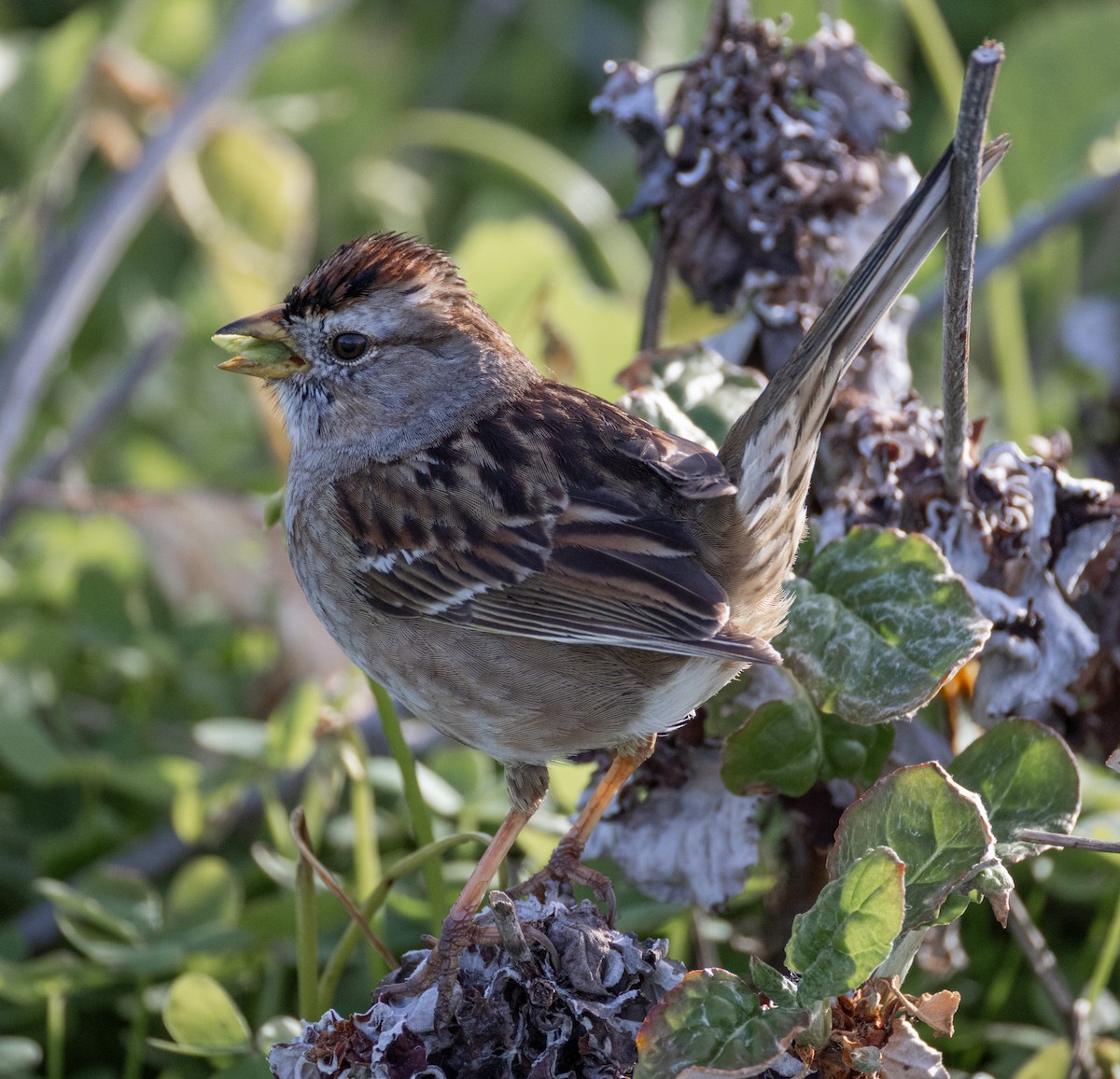 White-crowned Sparrow - ML616539170