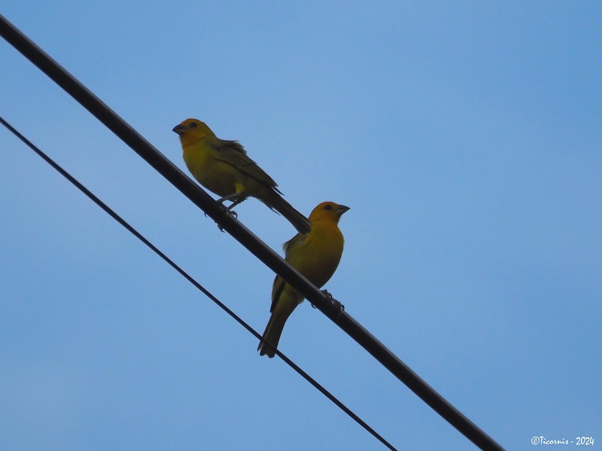 Saffron Finch (Saffron) - Rafael Campos-Ramírez