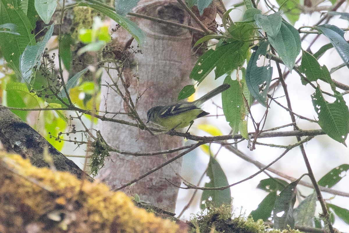 Sulphur-bellied Tyrannulet - ML616539187