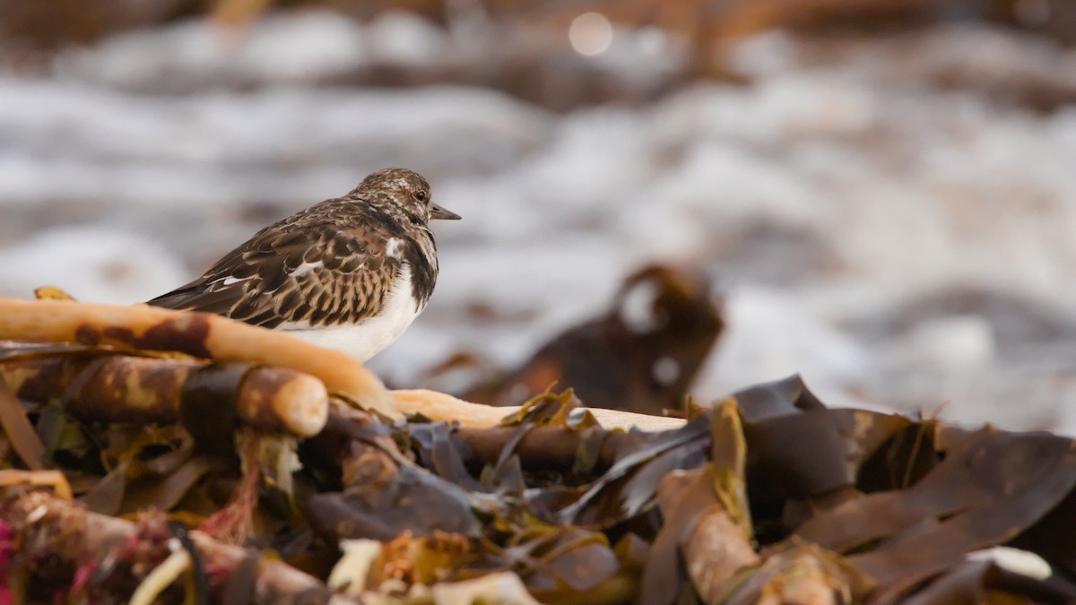 Ruddy Turnstone - ML616539195