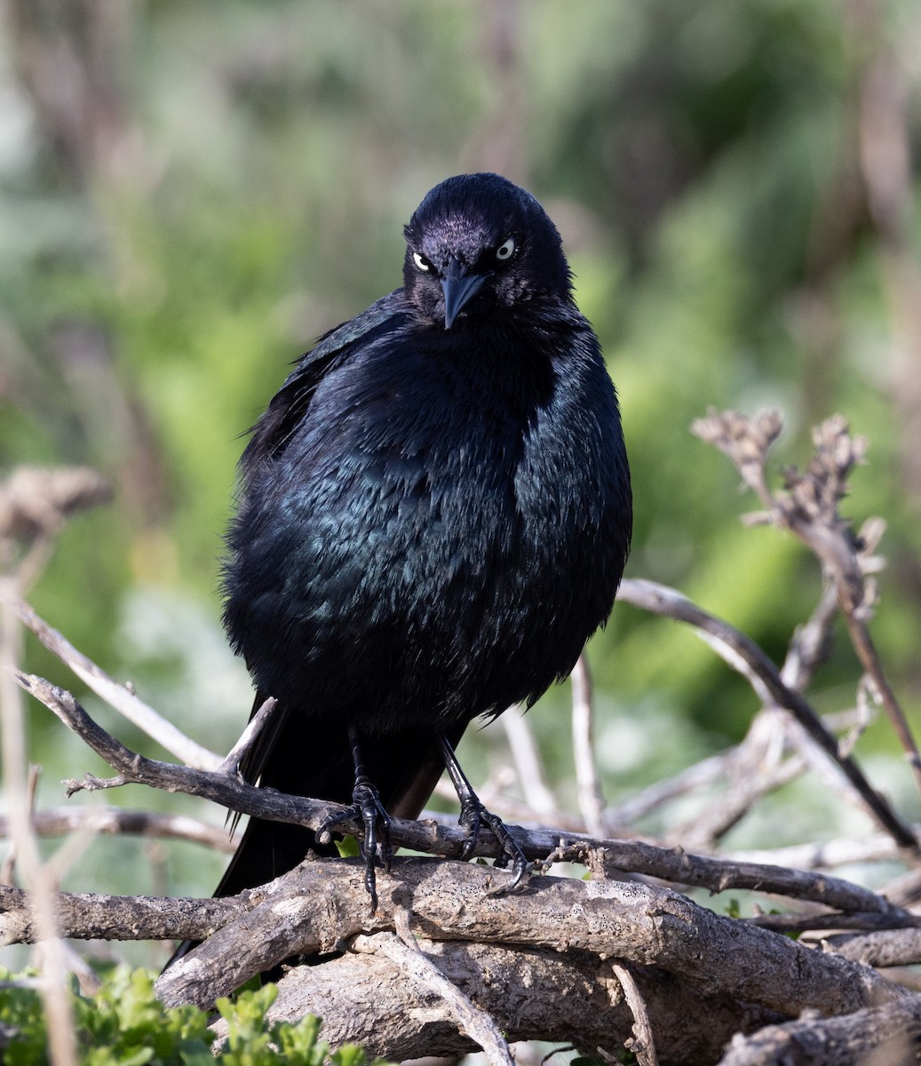 Brewer's Blackbird - ML616539222