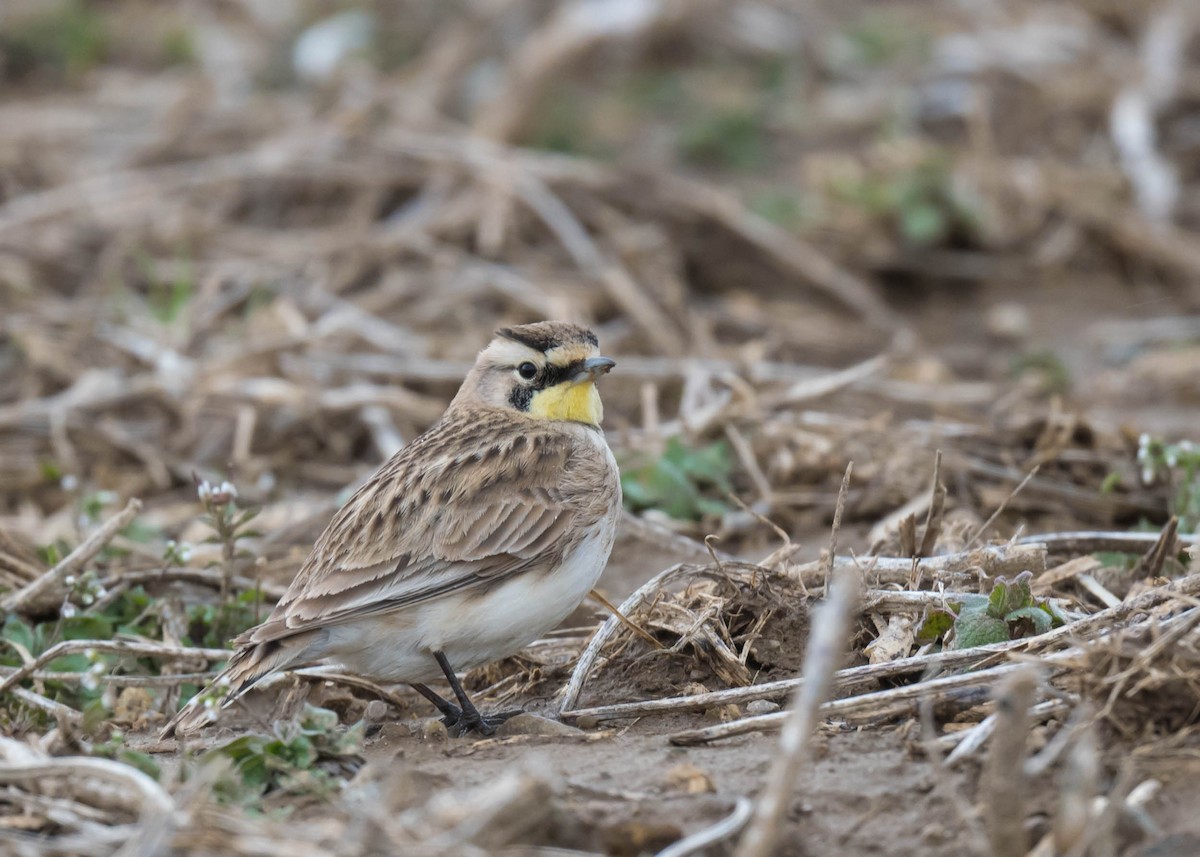 Horned Lark - ML616539223