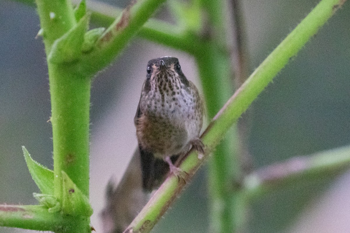 Speckled Hummingbird (melanogenys Group) - ML616539230