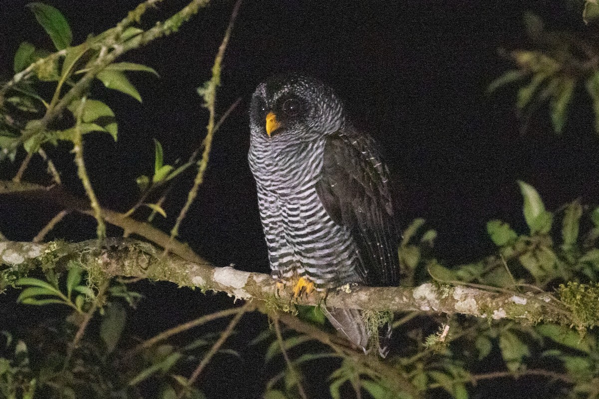 Black-banded Owl (San Isidro) - ML616539242