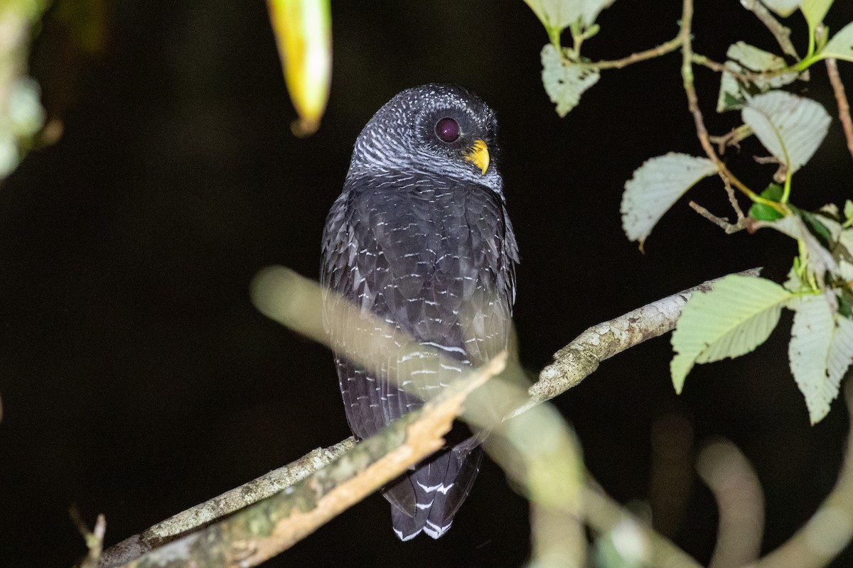 Black-banded Owl (San Isidro) - ML616539244