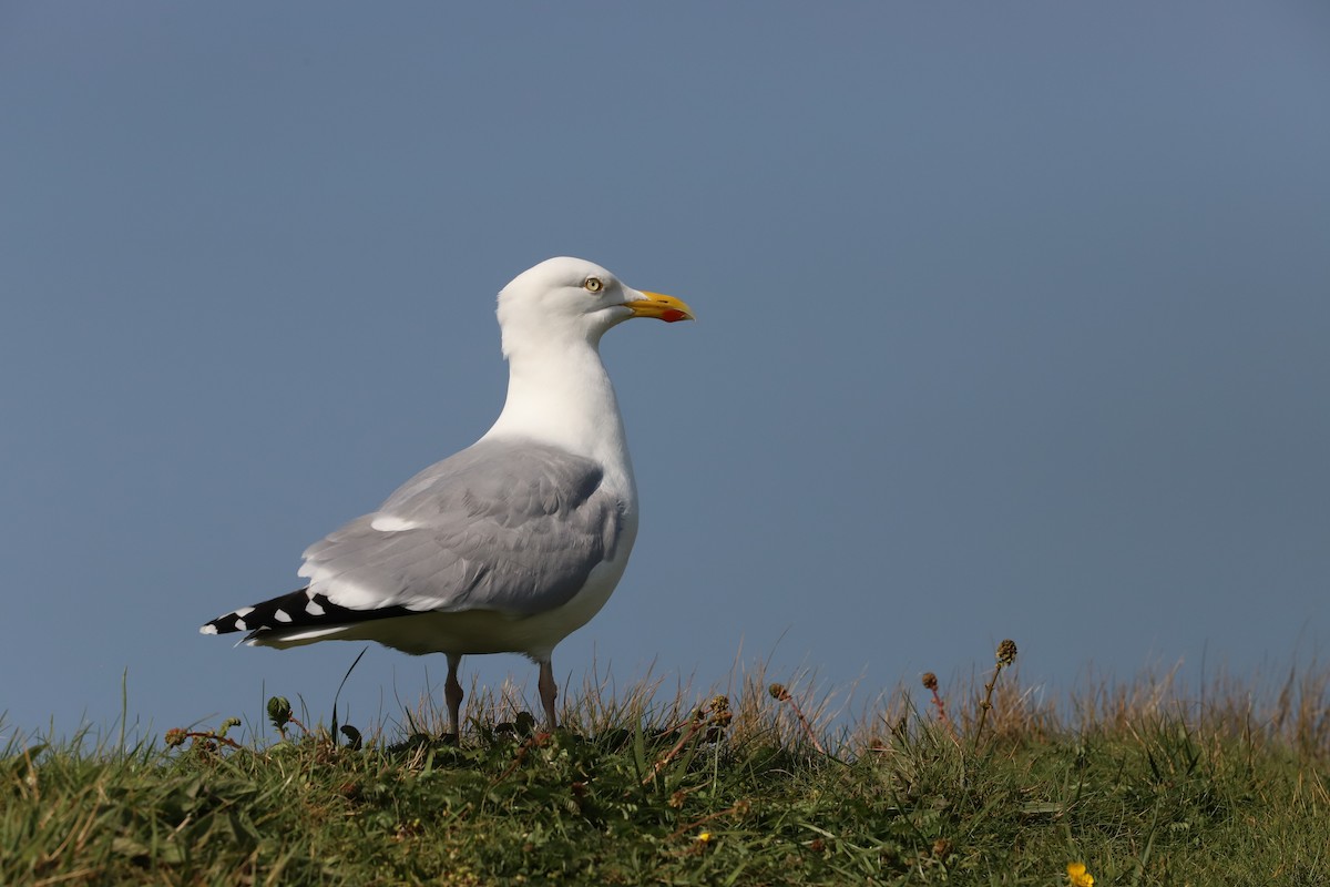 Herring Gull - Laurent Chevallier