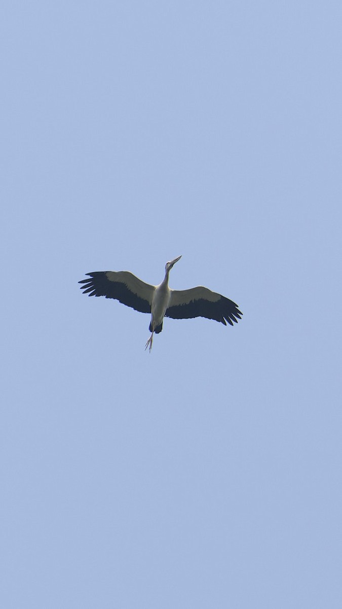 Asian Openbill - ML616539298