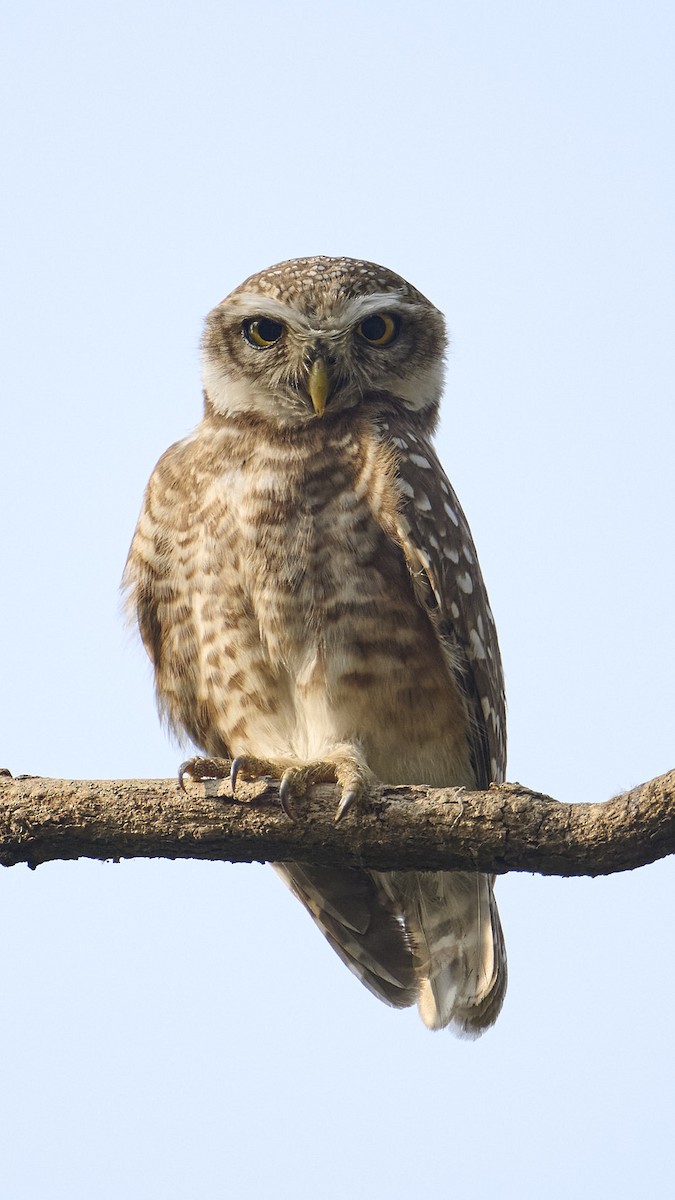 Spotted Owlet - ML616539300