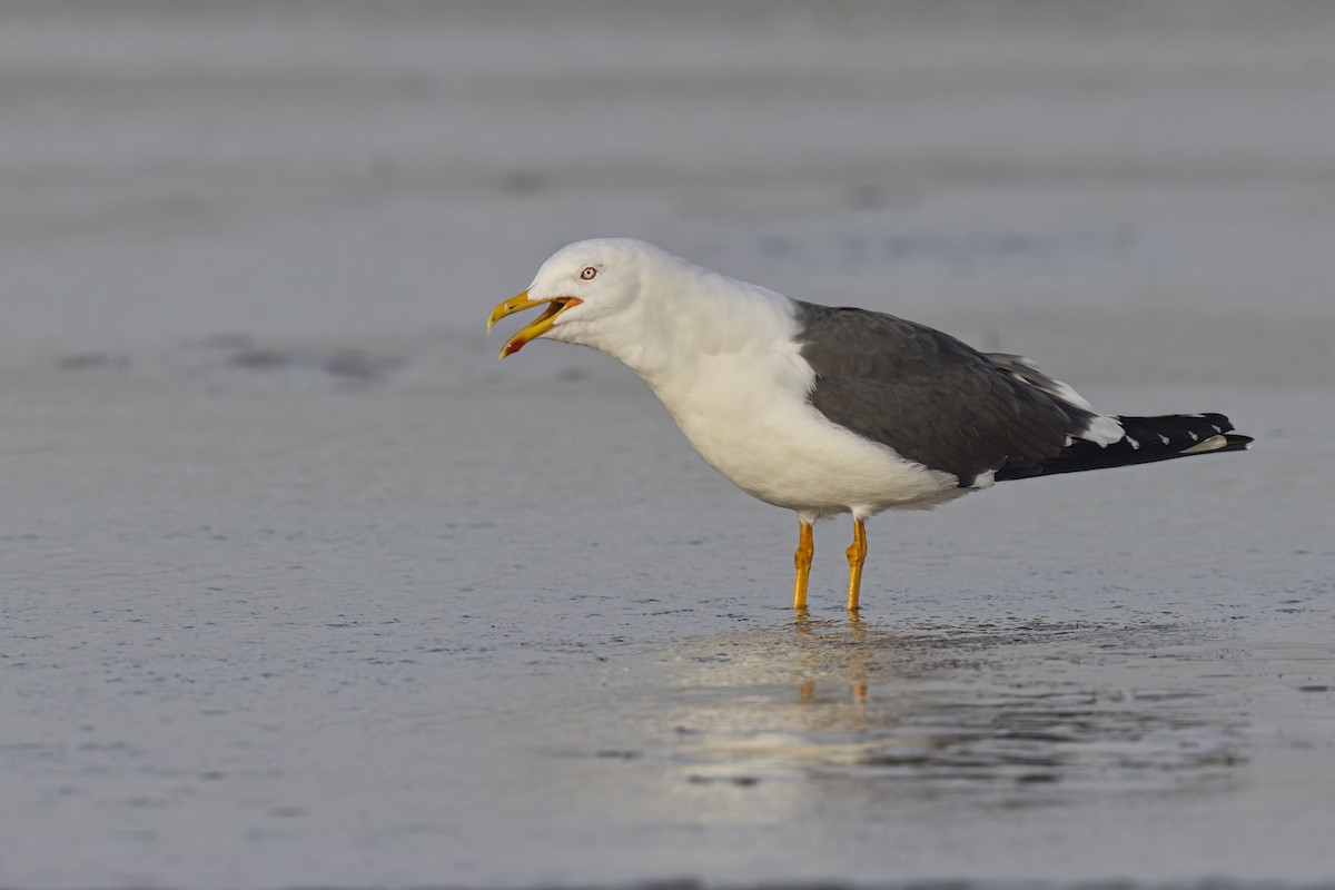 Lesser Black-backed Gull - ML616539301