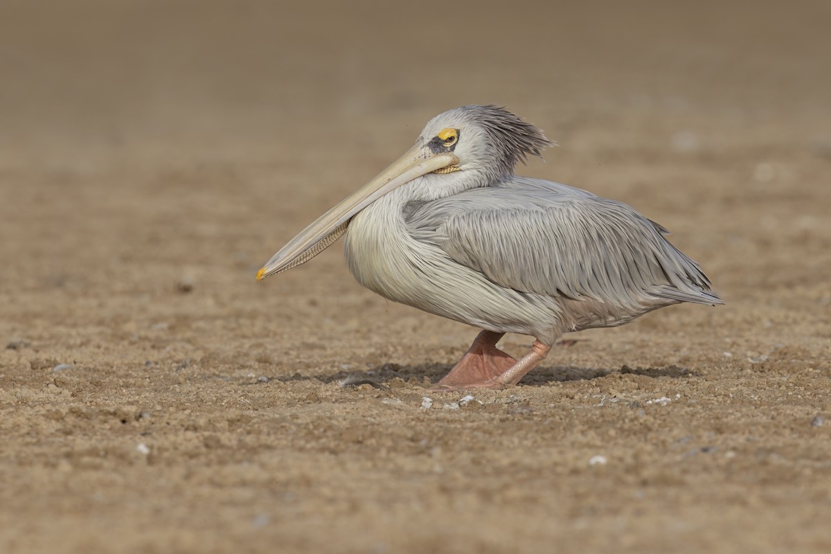 Pink-backed Pelican - ML616539302