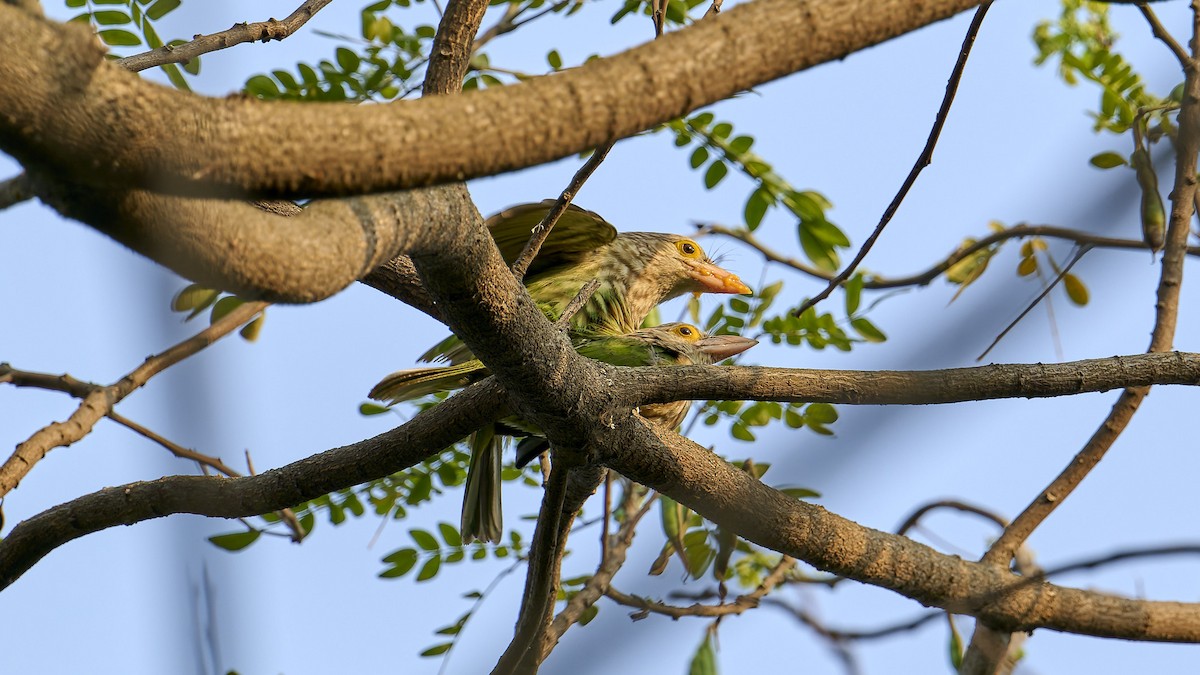 Lineated Barbet - ML616539304