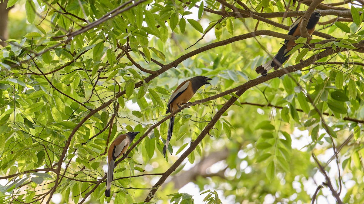 Rufous Treepie - ML616539313