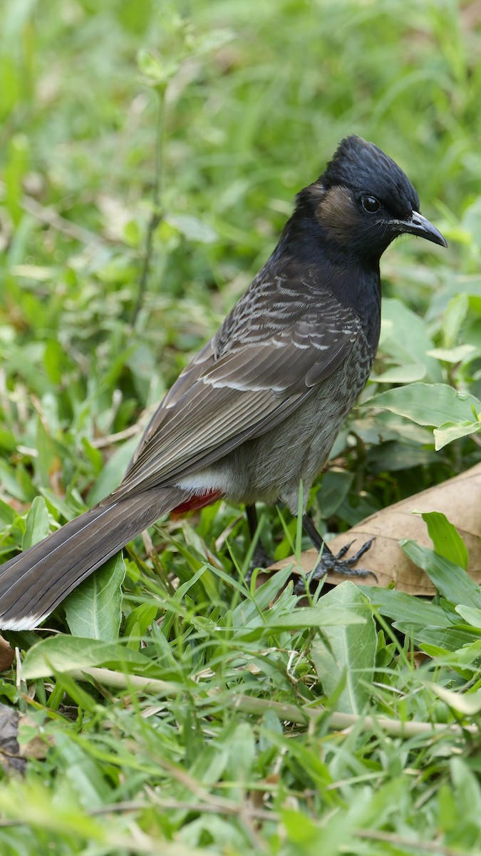 Red-vented Bulbul - ML616539314