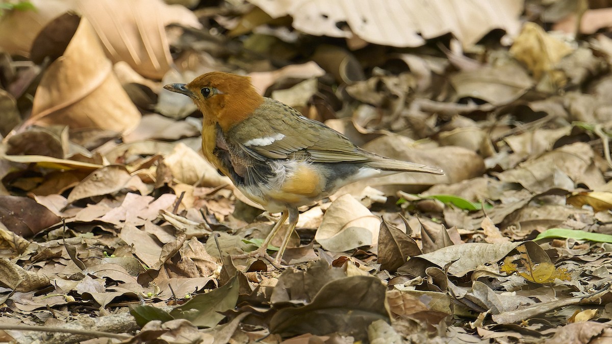 Orange-headed Thrush - ML616539323