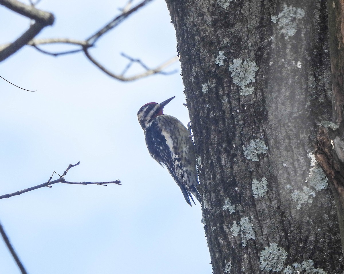 Yellow-bellied Sapsucker - ML616539372