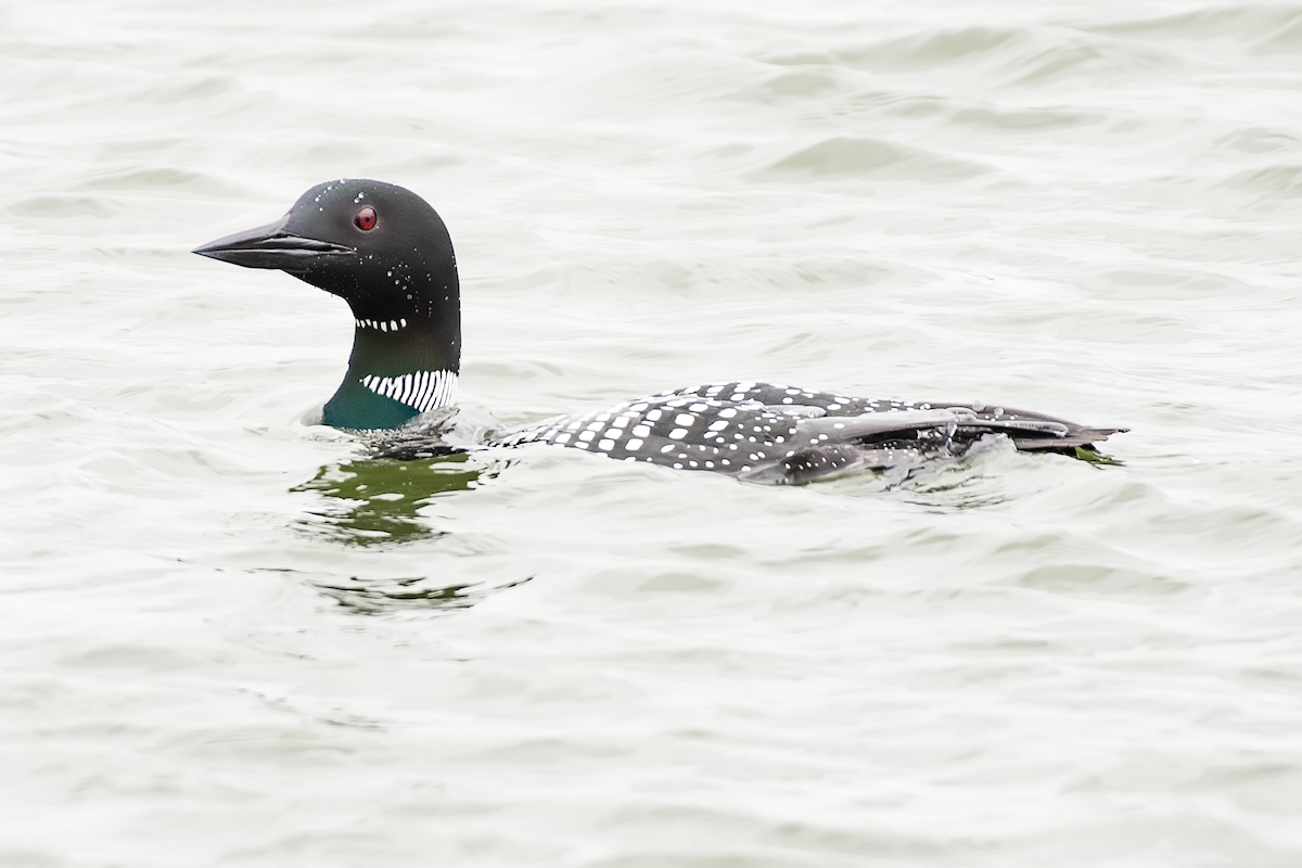 Plongeon huard - ML616539378