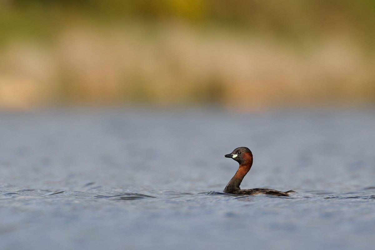 小鸊鷉 - ML616539413