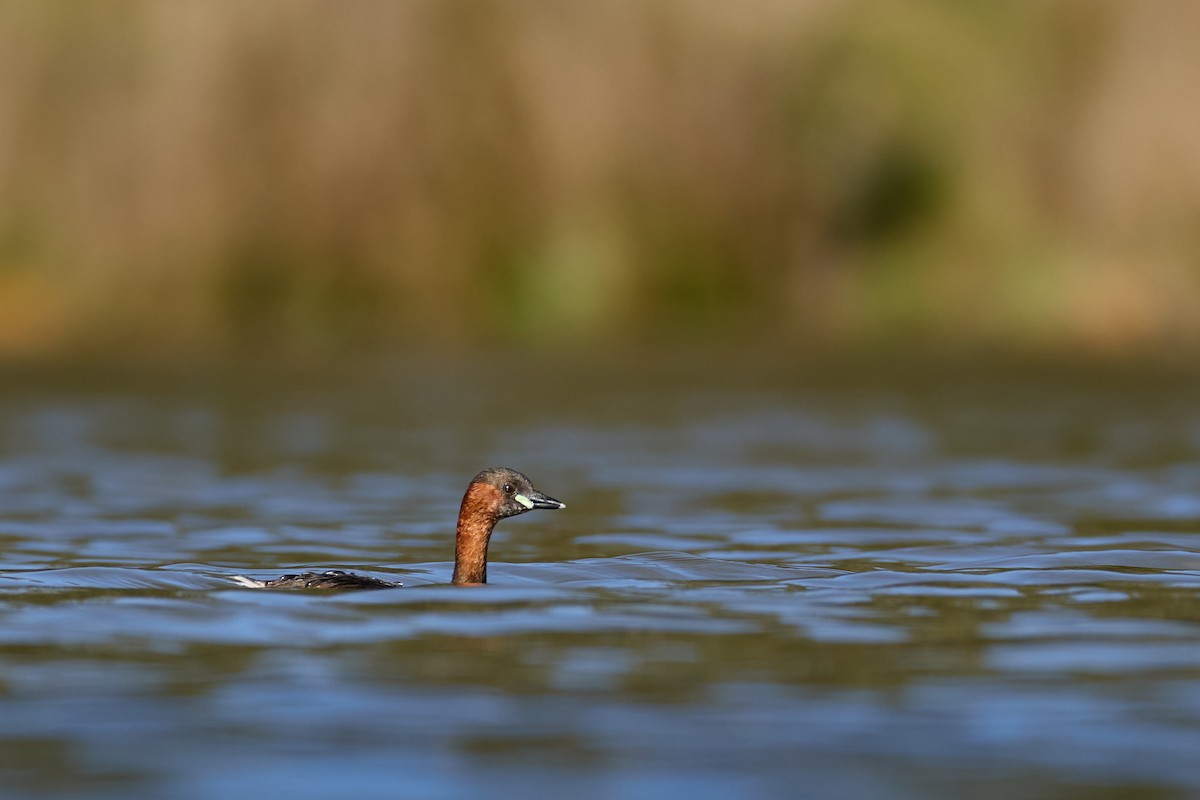 Little Grebe - Gonzalo Astete Martín