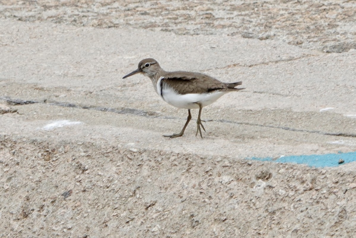 Common Sandpiper - Lam Chan