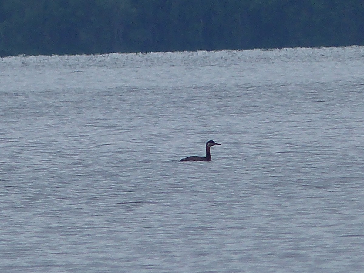 Red-necked Grebe - ML61653951