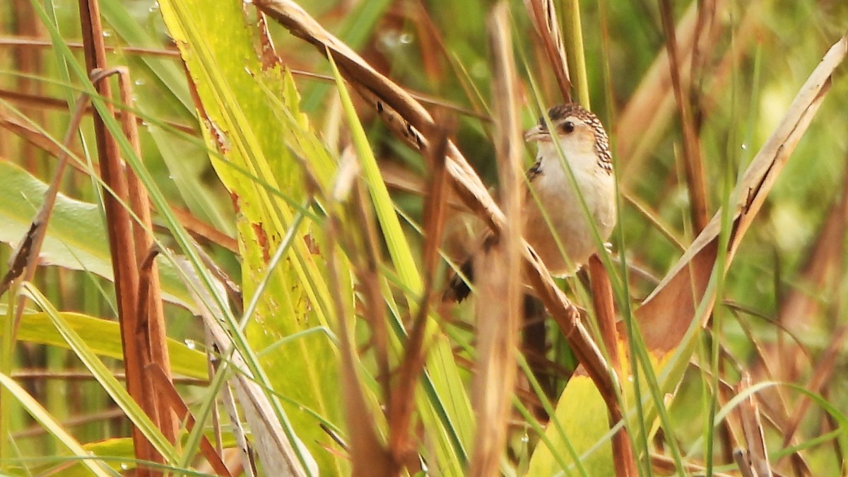 Indian Grassbird - ML616539534