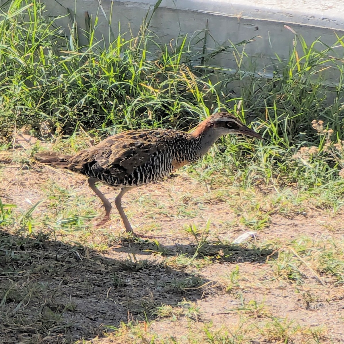 Buff-banded Rail - ML616539550