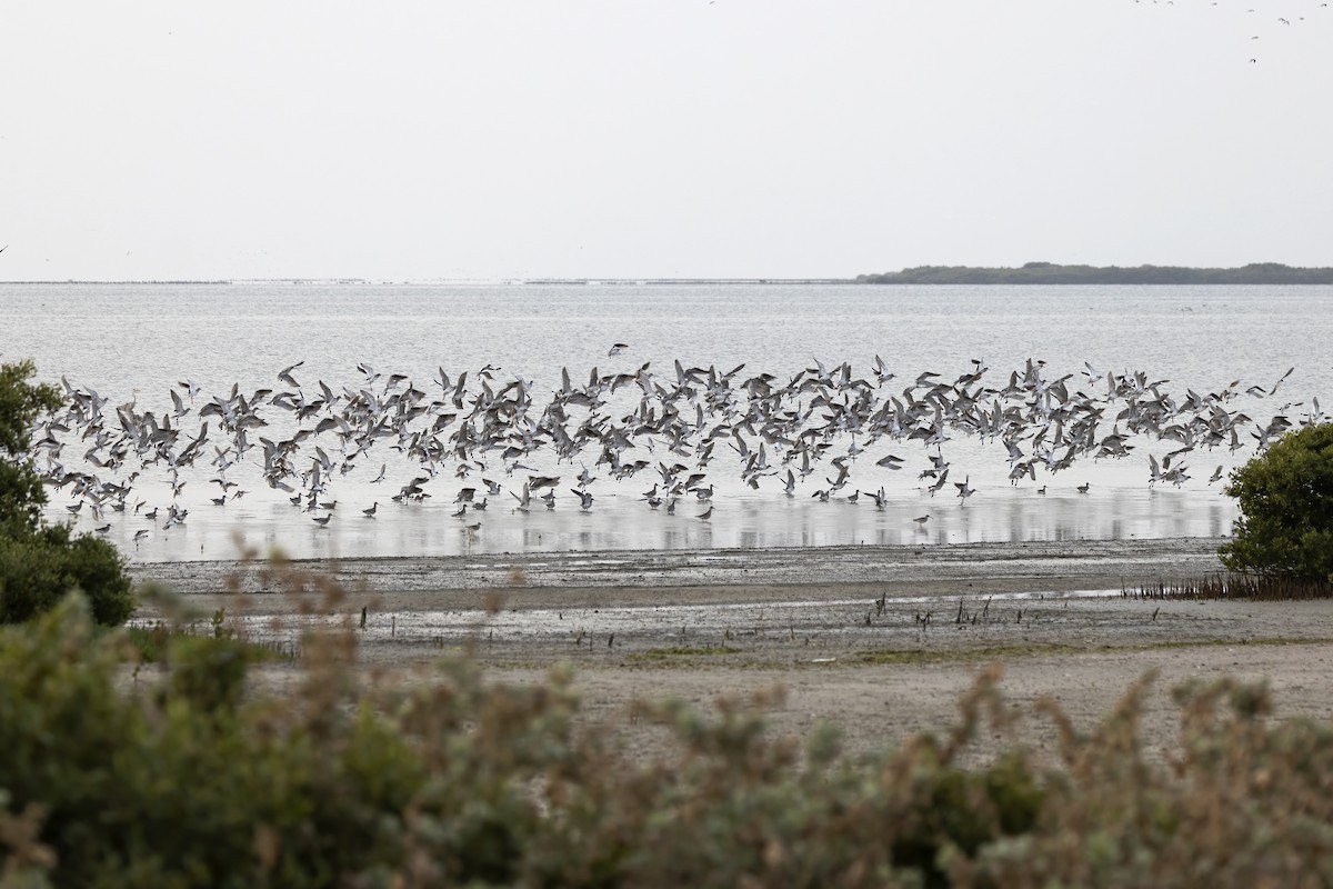 Bar-tailed Godwit - Delfin Gonzalez