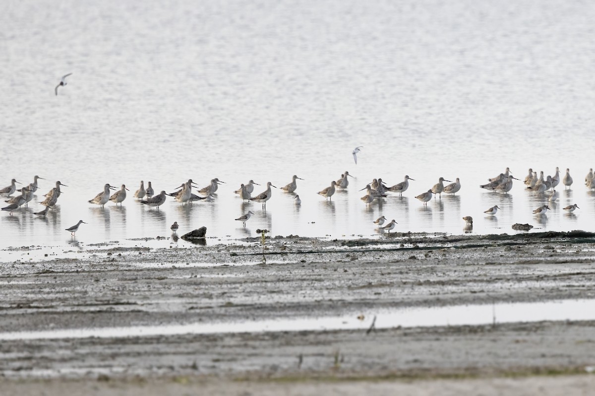 Bar-tailed Godwit - Delfin Gonzalez