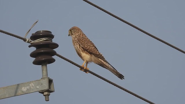 Eurasian Kestrel - ML616539611