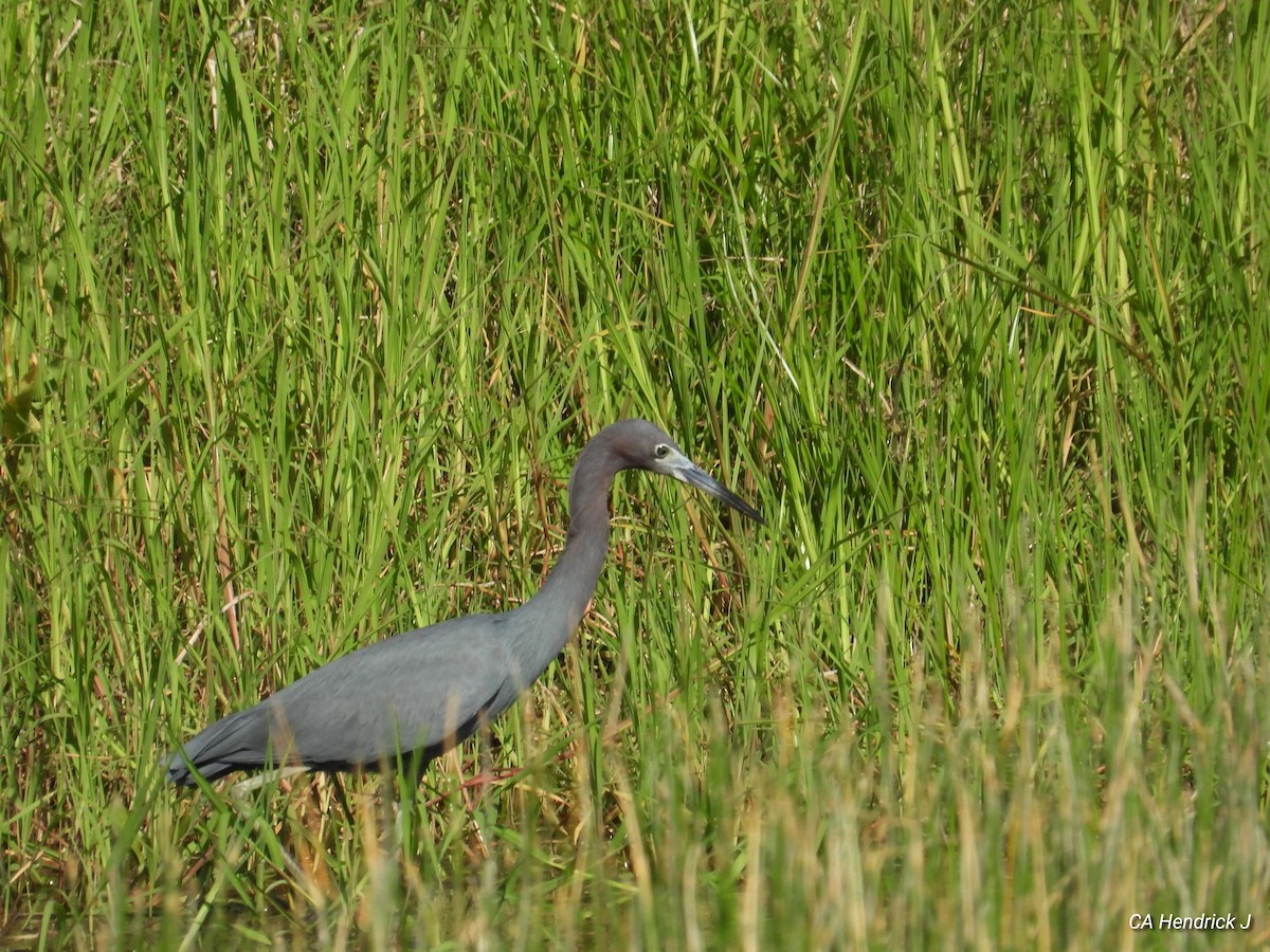 Little Blue Heron - ML616539630