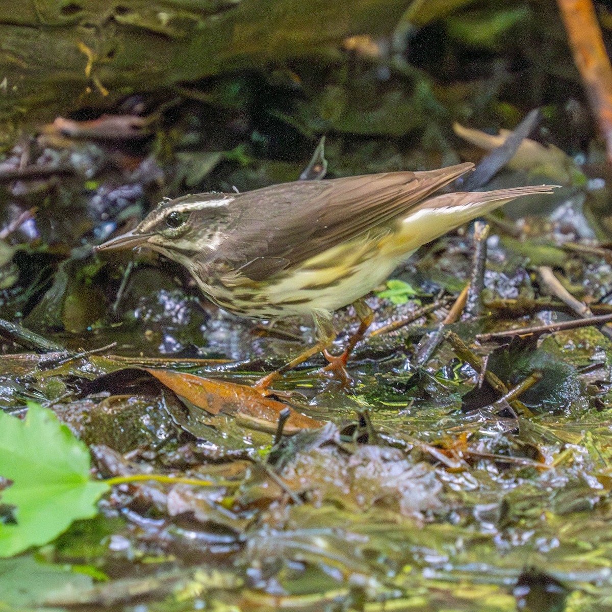 Louisiana Waterthrush - ML616539731