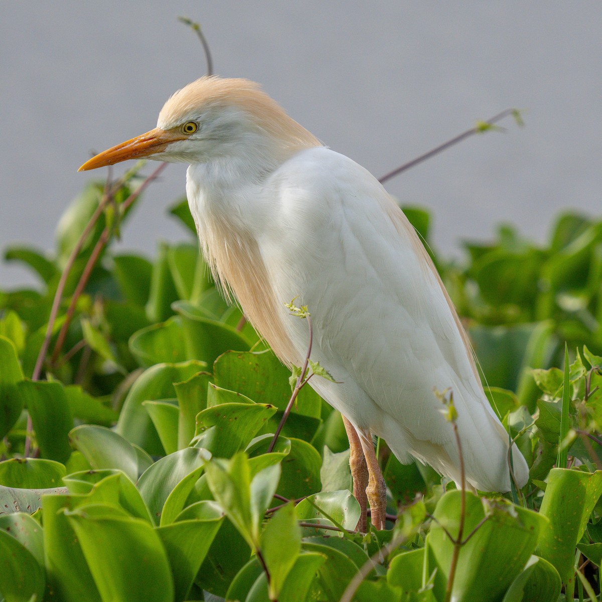 Western Cattle Egret - ML616539735