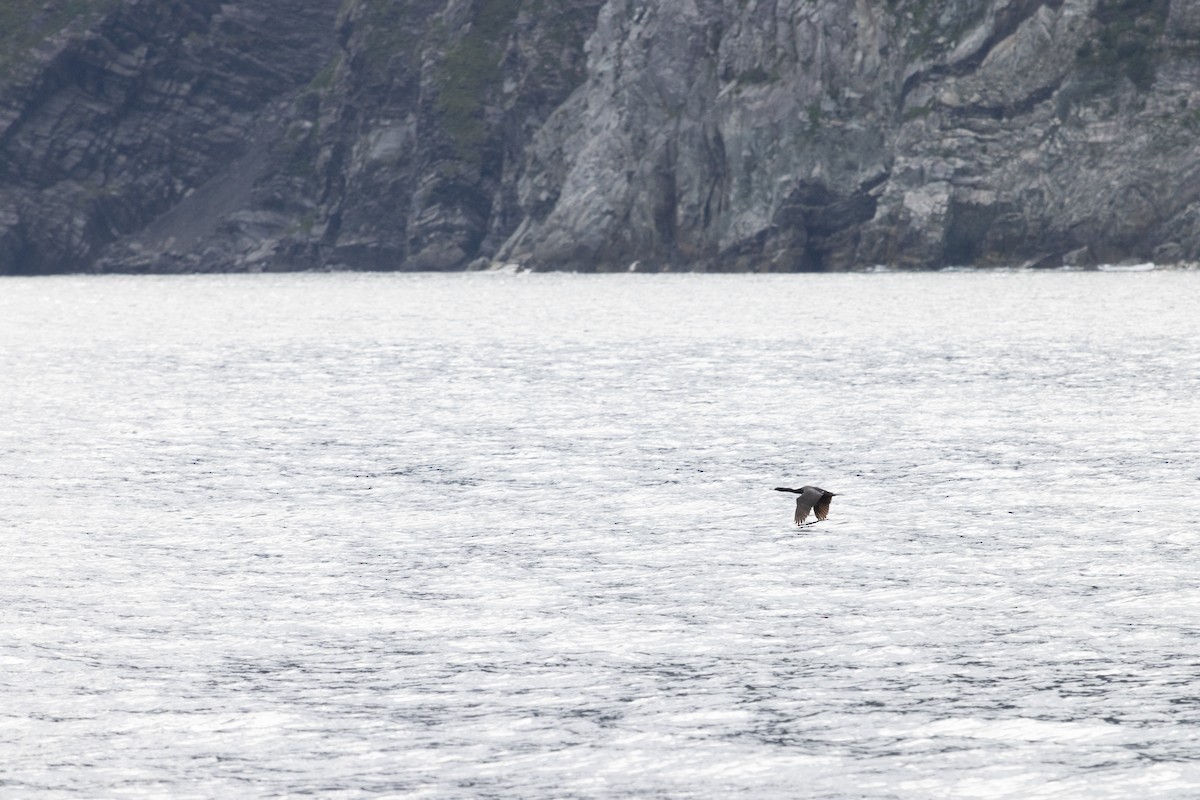 Pelagic Cormorant - Patrick Robinson