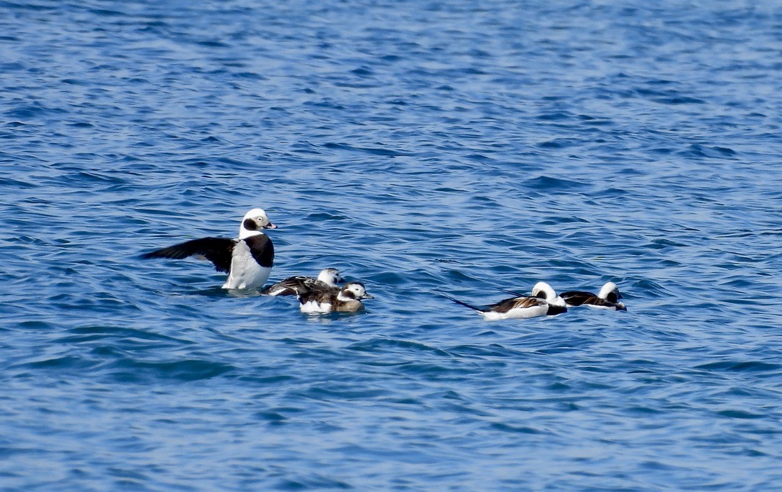 Long-tailed Duck - ML616539804