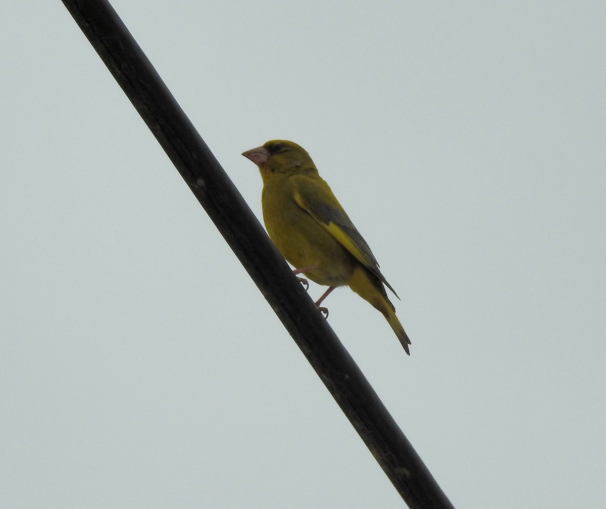 European Greenfinch - ML61653981