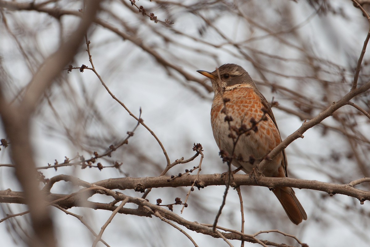 Naumann's Thrush - ML616539820