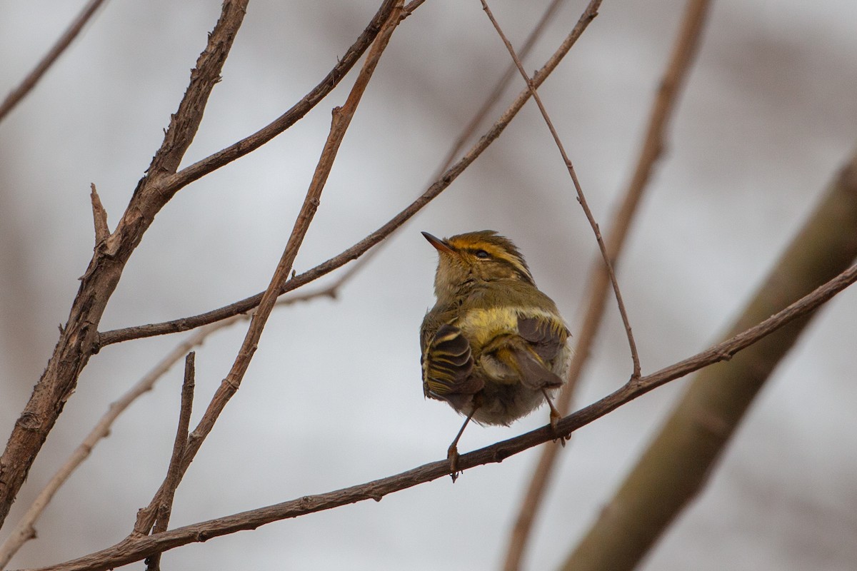 Pallas's Leaf Warbler - ML616539837