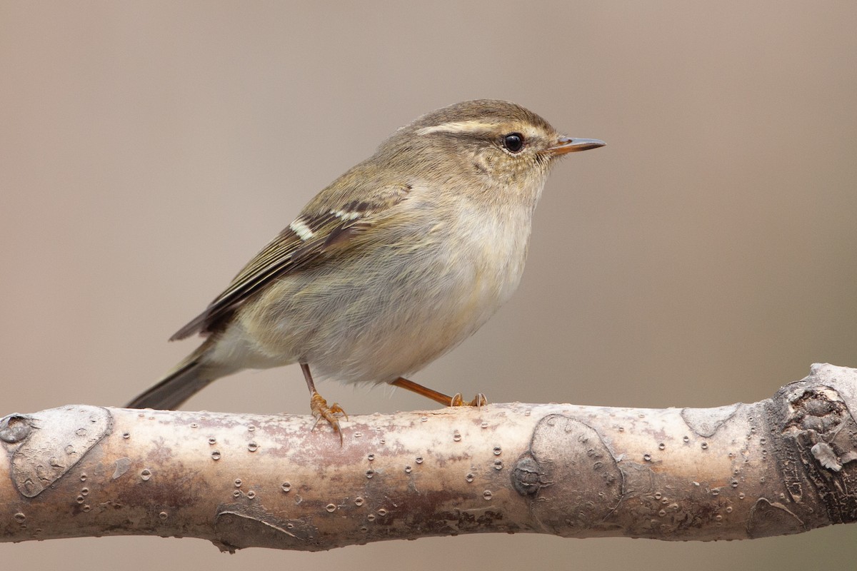 Yellow-browed Warbler - ML616539838