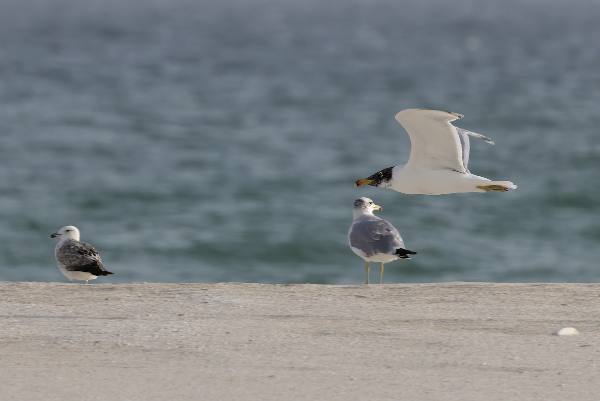 Pallas's Gull - Delfin Gonzalez