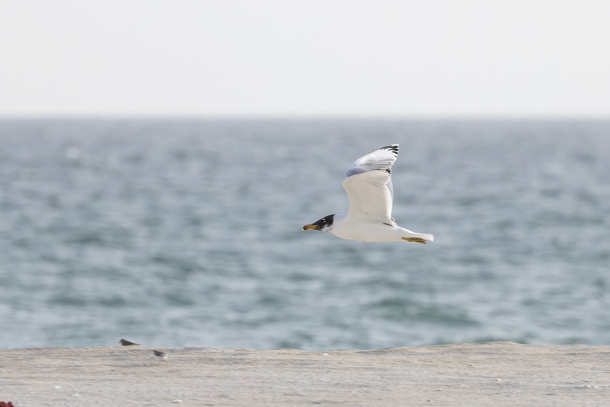 Pallas's Gull - Delfin Gonzalez