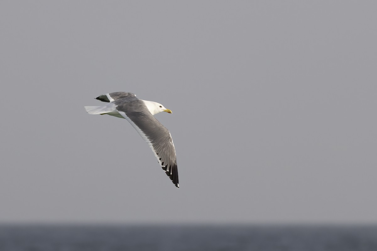 Lesser Black-backed Gull - Delfin Gonzalez