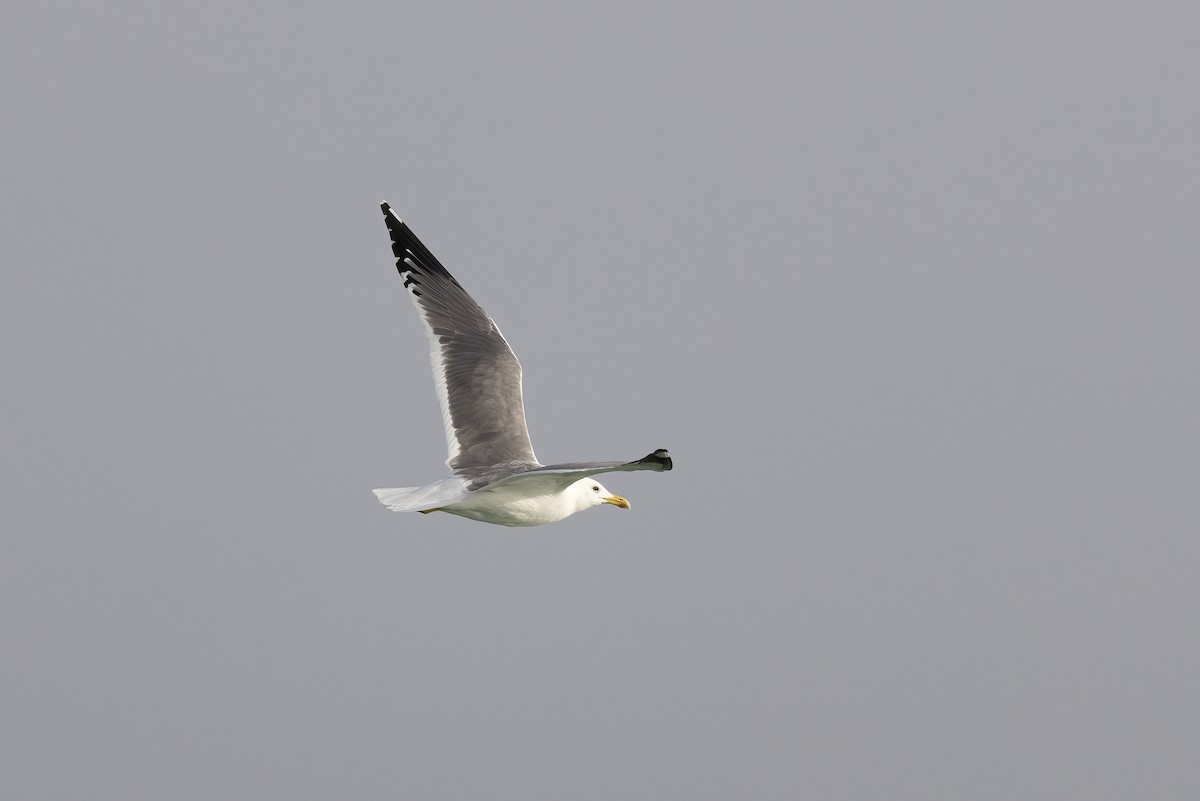 Lesser Black-backed Gull - Delfin Gonzalez